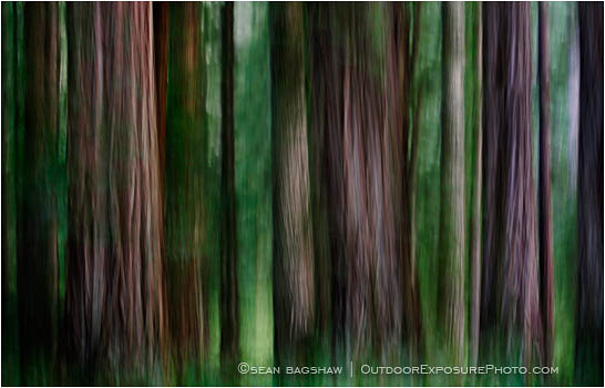 redwood grove redwood grove