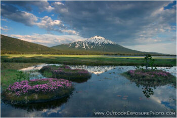 Summer Bloom Below Mt. Bachelor Stock Image, Cascade Range, Central Oregon Summer Bloom Below Mt. Bachelor Stock Image, Cascade Range, Central Oregon