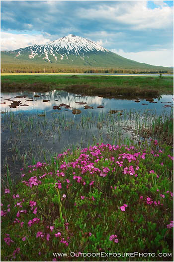 Summer Bloom Below Mt. Bachelor II Stock Image, Cascade Range, Central Oregon Summer Bloom Below Mt. Bachelor II Stock Image, Cascade Range, Central Oregon