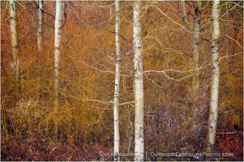 Winter Aspen And Willows III Stock Image, Oregon Winter Aspen And Willows III Stock Image, Oregon
