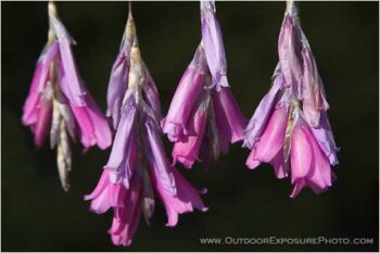 Fishing Pole Flowers Stock Image Fishing Pole Flowers Stock Image