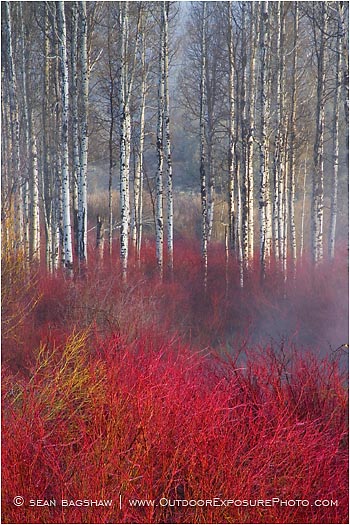Crimson Marsh Stock Image, Oregon Crimson Marsh Stock Image, Oregon