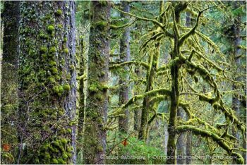Verdant Stock Image, Oregon Verdant Stock Image, Oregon