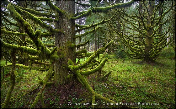 Skeleton Trees Stock Image, Oregon Skeleton Trees Stock Image, Oregon