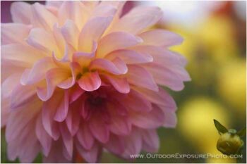 Pink Dahlia Stock Image Pink Dahlia Stock Image