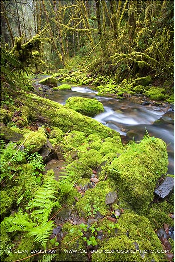 Forest Stream 1 Stock Image Forest Stream 1 Stock Image