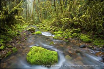 Forest Stream 2 Stock Image Forest Stream 2 Stock Image