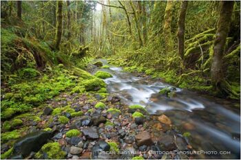 Forest Stream 3 Stock Image, Forest Stream 3 Stock Image,