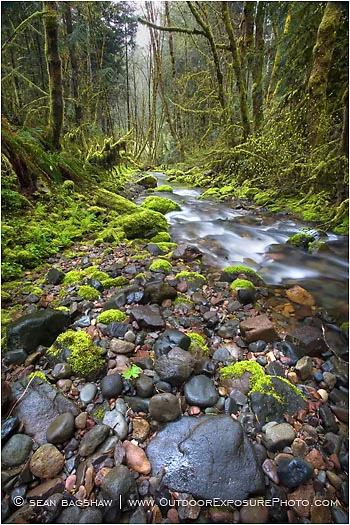 Forest Stream 4 Stock Image, Forest Stream 4 Stock Image,