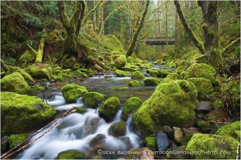 Forest Stream 5 Stock Image, Forest Stream 5 Stock Image,