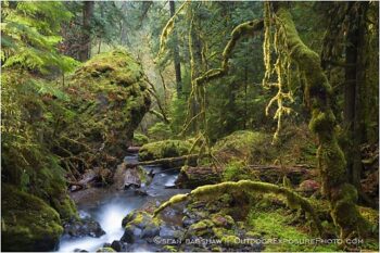 Forest Stream 7 Stock Image, Forest Stream 7 Stock Image,