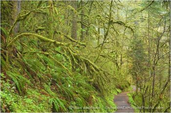 Forest Path 2 Stock Image Forest Path 2 Stock Image
