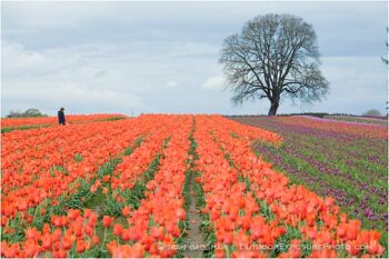 Tulips 2 Stock Image, Tulips 2 Stock Image,