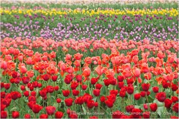 Tulips 3 Stock Image, Tulips 3 Stock Image,