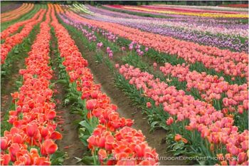 Tulips 4 Stock Image, Tulips 4 Stock Image,