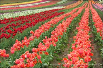 Tulips 5 Stock Image, Tulips 5 Stock Image,