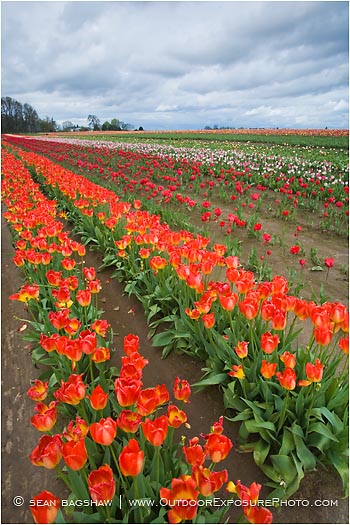 Tulips 7 Stock Image, Tulips 7 Stock Image,