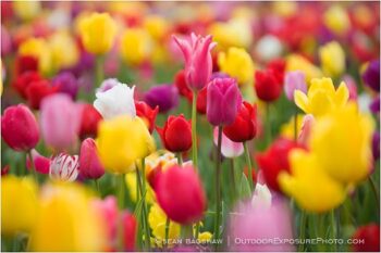 Tulips 8 Stock Image, Tulips 8 Stock Image,