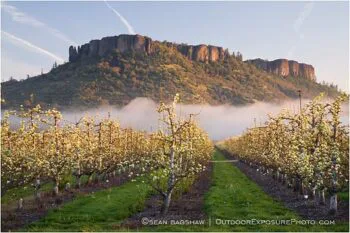 Table Rock and Pear Orchard 3 Stock Image, rogue valley, oregon Table Rock and Pear Orchard 3 Stock Image, rogue valley, oregon