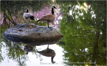 Canada Goose Stock Image, ashland, oregon Canada Goose Stock Image, ashland, oregon