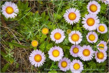 Daisies Stock Image Daisies Stock Image