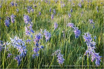 Camas Flowers Stock Image Camas Flowers Stock Image