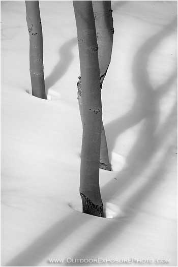 Aspen Shadow Shapes II Stock Image, Utah Aspen Shadow Shapes II Stock Image, Utah