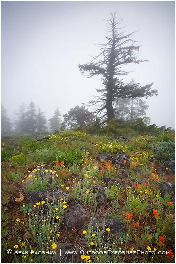 Watching Stock Image, southern oregon Watching Stock Image, southern oregon
