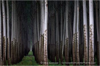 Future Forest Stock Image, Oregon Future Forest Stock Image, Oregon