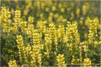 Yellow Lupine Stock Image Yellow Lupine Stock Image