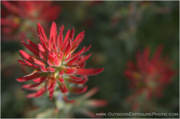 Paintbrush Stock Image Paintbrush Stock Image