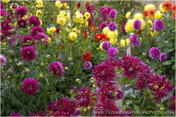 Dahlia Garden Stock Image, Bandon, Oregon Dahlia Garden Stock Image, Bandon, Oregon