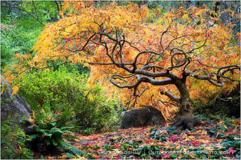 Bonsai Maple Stock Image, Lithia Park, Ashland, Oregon Bonsai Maple Stock Image, Lithia Park, Ashland, Oregon