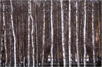 Repeated Stock Image, Oregon Repeated Stock Image, Oregon