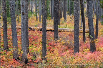 Fall Ground Cover Stock Image Fall Ground Cover Stock Image