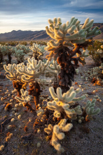 Joshua Tree Cactus, California Joshua Tree Cactus, California