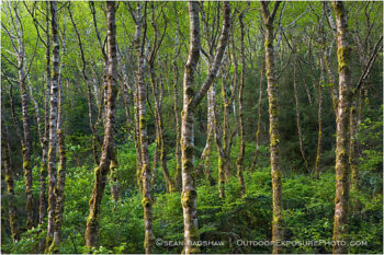 Alder Forest Stock Image, Nickel Creek, Del Norte Coast Redwoods State Park, California Alder Forest Stock Image, Nickel Creek, Del Norte Coast Redwoods State Park, California