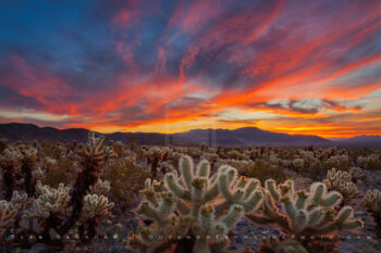Joshua Tree Cactus and Sunset, California Joshua Tree Cactus and Sunset, California