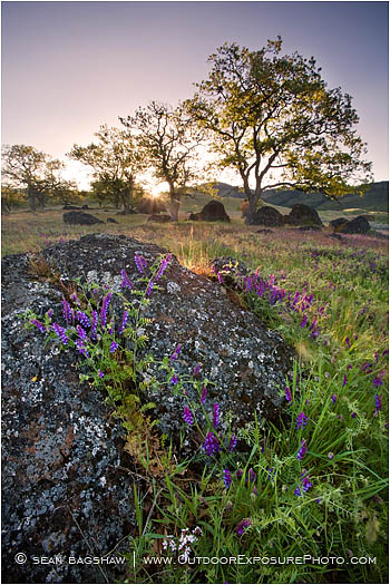 Morning Vetch Stock Image, ashland, Oregon Morning Vetch Stock Image, ashland, Oregon
