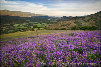Spring On The Greensprings Stock Image, Oregon Spring On The Greensprings Stock Image, Oregon