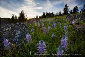 Evening Camas Stock Image Evening Camas Stock Image