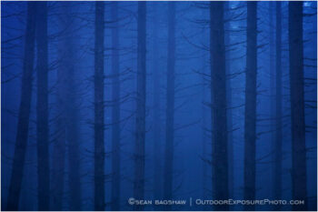 Blue Velvet Forest Stock Image Blue Velvet Forest Stock Image