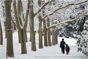 Lithia Park in Snow 5 Stock Image, Ashland, Oregon Lithia Park in Snow 5 Stock Image, Ashland, Oregon