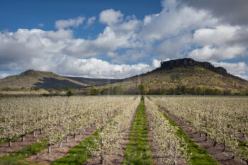 Pear Orchard and Lower Table Rock Stock Image, Southern Oregon Pear Orchard and Lower Table Rock Stock Image, Southern Oregon