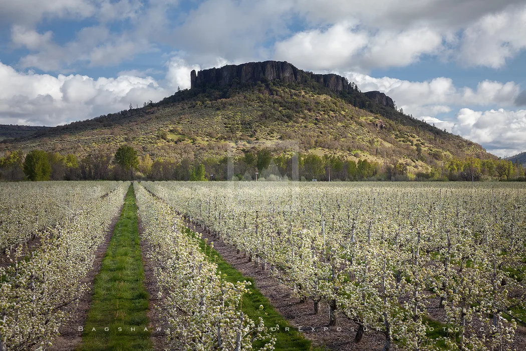Pear Orchard and Lower Table Rock 2 Stock Image, Southern Oregon Pear Orchard and Lower Table Rock 2 Stock Image, Southern Oregon