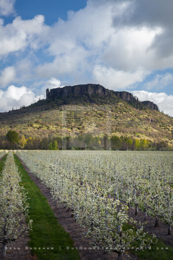 Pear Orchard and Lower Table Rock 3 Stock Image, Southern Oregon Pear Orchard and Lower Table Rock 3 Stock Image, Southern Oregon