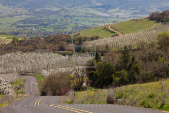 Southern Oregon Pear Orchards in Bloom Stock Image, Oregon Southern Oregon Pear Orchards in Bloom Stock Image, Oregon