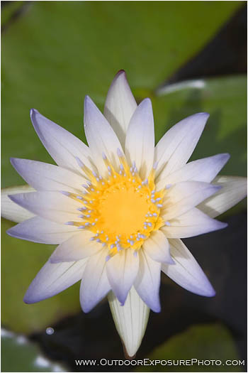 Pond Lily Stock Image Pond Lily Stock Image