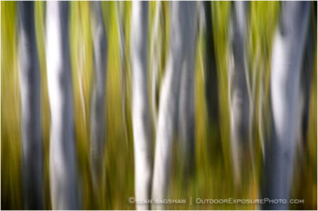 Dream Trees Stock Image, Aspen Grove in Montana Dream Trees Stock Image, Aspen Grove in Montana