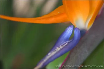 Bird Of Paradise Stock Image, Hawaii Bird Of Paradise Stock Image, Hawaii